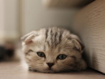 4 races de chat qui acceptent le mieux le changement