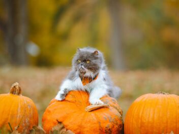 4 races de chat qui sont les plus agaçantes