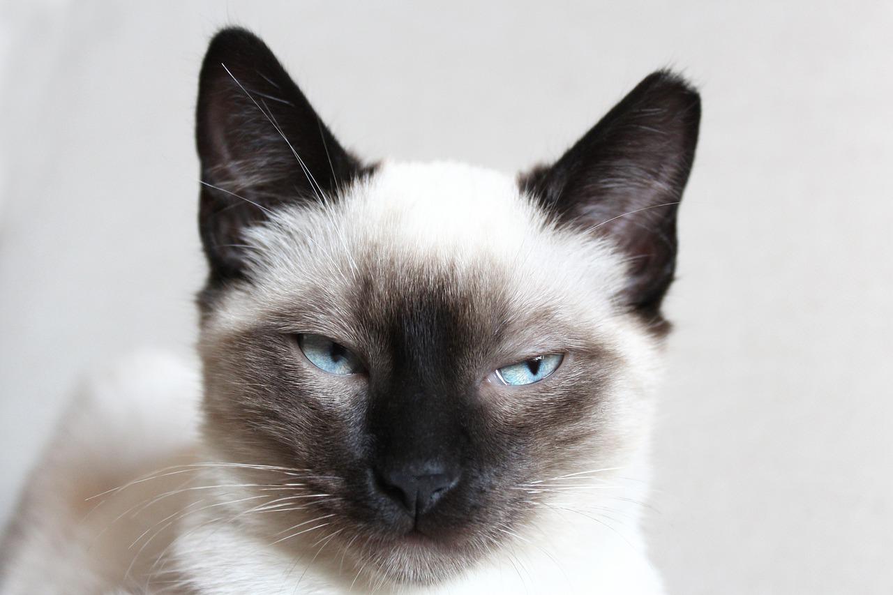 4 races de chat qui sont les plus bavardes