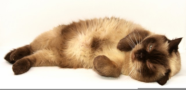 races de chat plus dociles