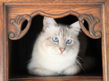 4 races de chat qui sont les plus envahissantes