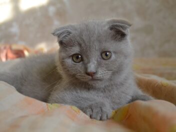 Lees 10 races de chat qui sont les plus équilibrées