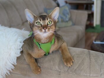 4 races de chat qui sont fans des activités nautiques