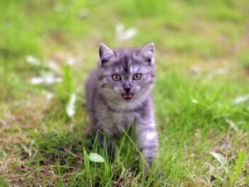 4 races de chat qui sont hyperactives