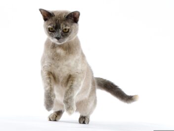 4 races de chat qui sont les plus imprévisibles