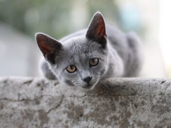 4 races de chat qui sont les plus disciplinées