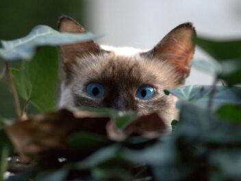 4 races de chat qui préfèrent passer inaperçues