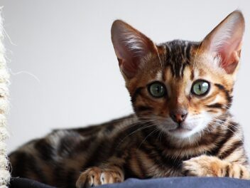 4 races de chat qui peuvent être invivables