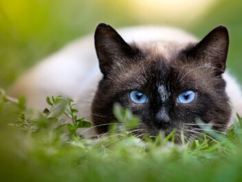 4 races de chat qui ne vous laisseront jamais tranquille