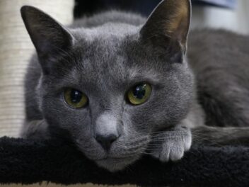 4 races de chat qui sont les plus malins