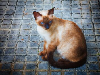 4 races de chat qui mettent votre patience à rude épreuve