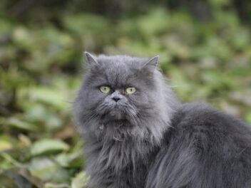 4 races de chat qui n’acceptent pas le changement