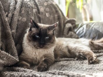 4 races de chat qui sont les plus aimantes, vous allez craquer