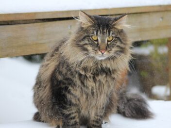 4 races de chat qui sont les plus fortes