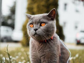 4 races de chat qui ressemblent à un chaton toute leur vie