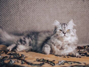 4 races de chat qui vont tester vos limites