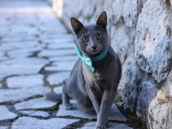 4 races de chat qui sont les plus tranquilles