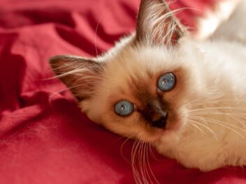 4 races de chat qui n’ont d’yeux que pour leur maître