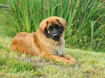 4 races de chien qui acceptent le mieux le changement