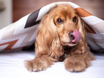 4 races de chien qui n’acceptent pas le changement