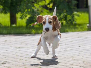 4 races de chien qui sont les plus adorables au monde
