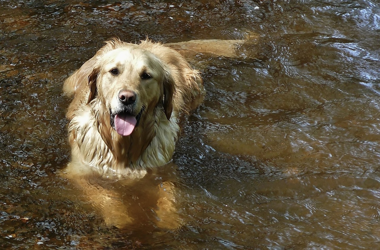 4 races de chien qui adorent les activités nautiques