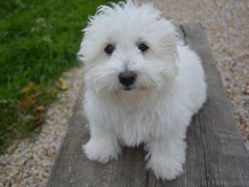 4 races de chien qui aiment les inconnus