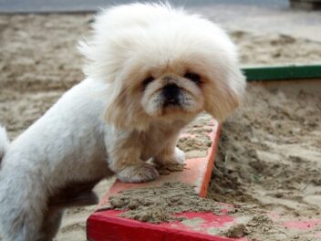 4 races de chien qui n’aiment pas les inconnus