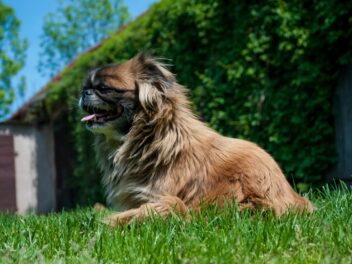 4 races de chien qui n’aiment pas les bains