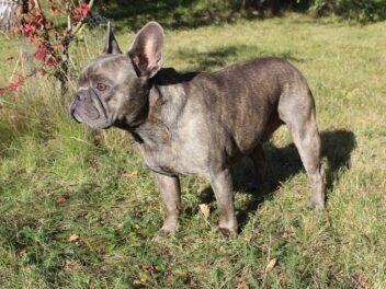 4 races de chien qui apprennent le moins vite