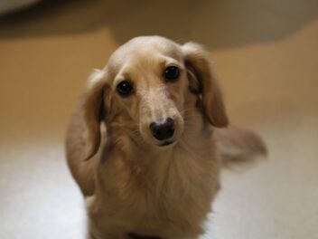 4 races de chien qui ne comprennent pas vite