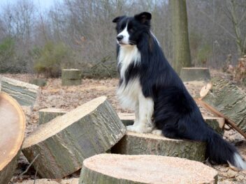 4 races de chien qui conduisent les troupeaux