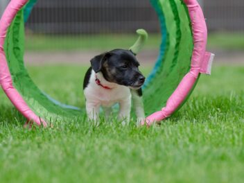 4 races de chien idéales pour pratiquer l’agility