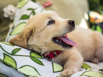 4 races de chien idéales si vous vous sentez seul