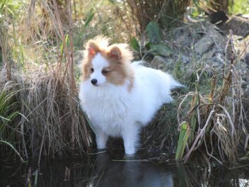 4 races de chien qui sont les plus imprévisibles