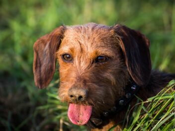4 races de chien qui sont les plus indisciplinées