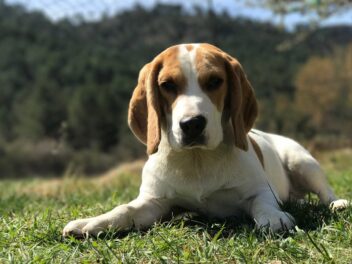 4 races de chien qui sont les plus malins