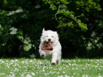 4 races de chien qui ne lâchent pas leur maître d’une semelle