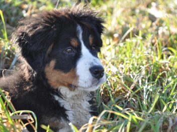 4 races de chien qui ne vous laissent jamais tranquille