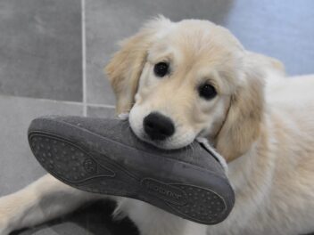 4 races de chien qui vont manger vos chaussures