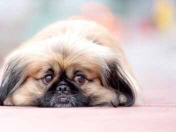 4 races de chien qui vont mettre vos nerfs à l’épreuve