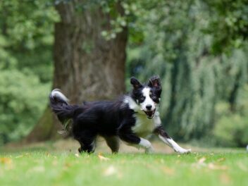4 races de chien parfaites pour faire du jogging