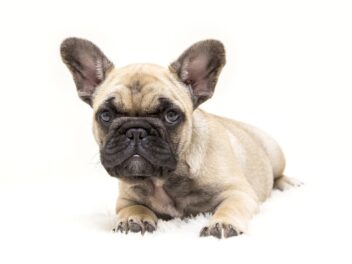 4 races de chien qui sont les plus pataudes