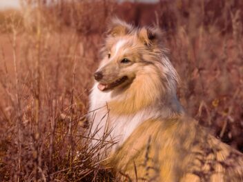 4 races de chien qui perdent beaucoup de poils