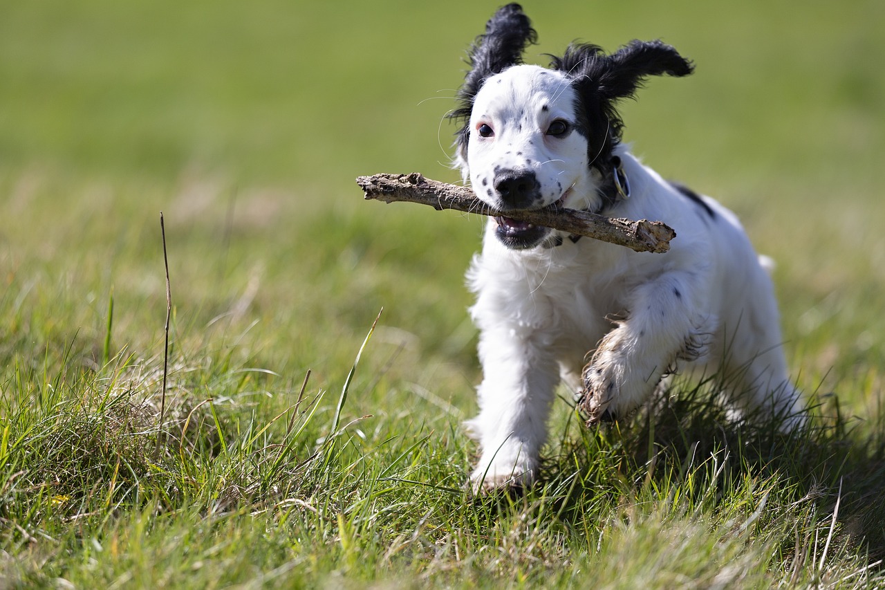 4 races de chien qui risquent de vous faire perdre votre calme