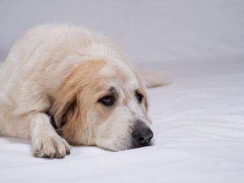 4 races de chien qui adorent les câlins