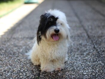 4 races de chien qui sont les plus envahissantes