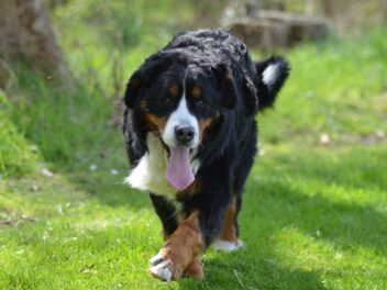 4 races de chien qui sont les plus fortes