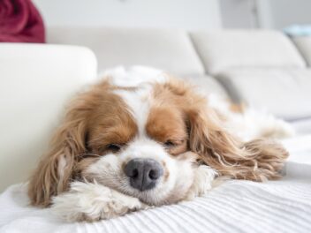 Voici les 8 races de chien qui sont le plus prédisposées à des maladies génétiques