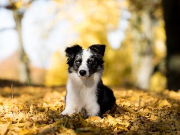 4 races de chien qui comprennent vite